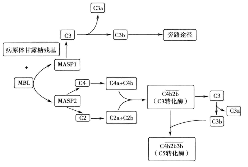 图4-6 补体MBL激活途径示意图